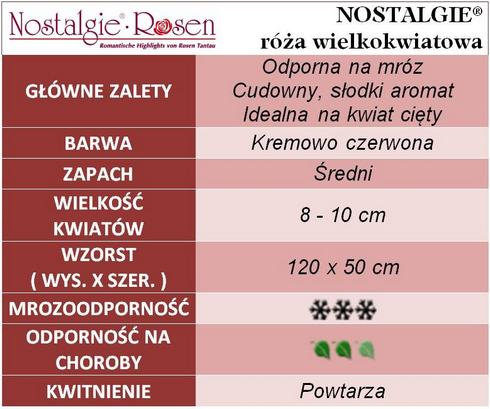 Nostalgie róże wielkokwiatowe gł.zal